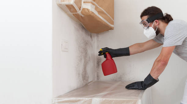 Professional Basement Mold Remediation technician working in Laveen, AZ