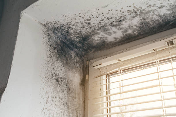 Affordable Basement Mold Remediation solutions in Laveen, AZ
